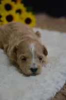 Dixie, a female Maltipoo for sale in Ladysmith, WI – 1 of 9