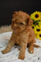 Felix , a male Poodle - Toy  for sale in Ladysmith, WI – 7 of 8