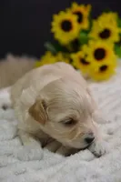 Harley, a male Maltipoo for sale in Ladysmith, WI – 8 of 9