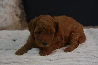 Ivy, a female Poodle - Toy  for sale in Ladysmith, WI – 2 of 10