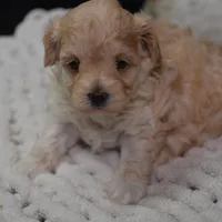 Fifi, a female Maltipoo for sale in Ladysmith, WI – Photo 3 of 10
