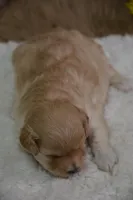 Fifi, a female Maltipoo for sale in Ladysmith, WI – Photo 8 of 10