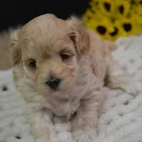 Fifi, a female Maltipoo for sale in Ladysmith, WI – Photo 6 of 10