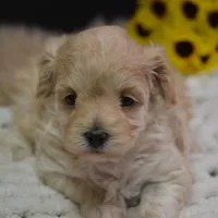 Fifi, a female Maltipoo for sale in Ladysmith, WI – Photo 1 of 10