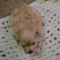 Fifi, a female Maltipoo for sale in Ladysmith, WI – Photo 9 of 10