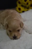 Fifi, a female Maltipoo for sale in Ladysmith, WI – Photo 5 of 10