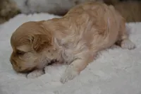 Fifi, a female Maltipoo for sale in Ladysmith, WI – Photo 7 of 10