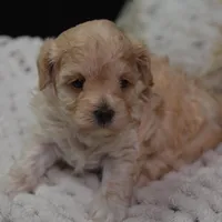 Fifi, a female Maltipoo for sale in Ladysmith, WI – Photo 7 of 10