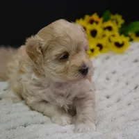 Fifi, a female Maltipoo for sale in Ladysmith, WI – Photo 2 of 10