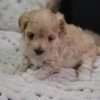Fifi, a female Maltipoo for sale in Ladysmith, WI – Photo 4 of 10