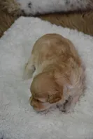 Fifi, a female Maltipoo for sale in Ladysmith, WI – Photo 9 of 10