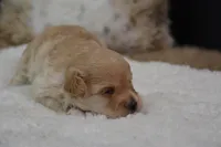 Fifi, a female Maltipoo for sale in Ladysmith, WI – Photo 2 of 10