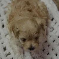Fifi, a female Maltipoo for sale in Ladysmith, WI – Photo 10 of 10