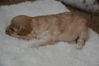 Fifi, a female Maltipoo for sale in Ladysmith, WI – Photo 10 of 10