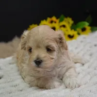 Fifi, a female Maltipoo for sale in Ladysmith, WI – Photo 5 of 10