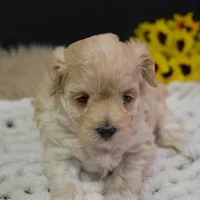 Fifi, a female Maltipoo for sale in Ladysmith, WI – Photo 8 of 10