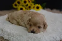 Fifi, a female Maltipoo for sale in Ladysmith, WI – Photo 1 of 10