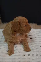 Izzy, a female Poodle - Toy  for sale in Ladysmith, WI – 8 of 10