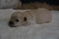Hudson, a male Maltipoo for sale in Ladysmith, WI – 5 of 10