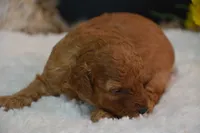 Kahlua, a female Poodle - Toy  for sale in Ladysmith, WI – 5 of 8