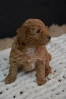 Izzy, a female Poodle - Toy  for sale in Ladysmith, WI – 9 of 10