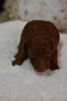 Cruz, a male Poodle - Toy  for sale in Ladysmith, WI – Photo 1 of 7