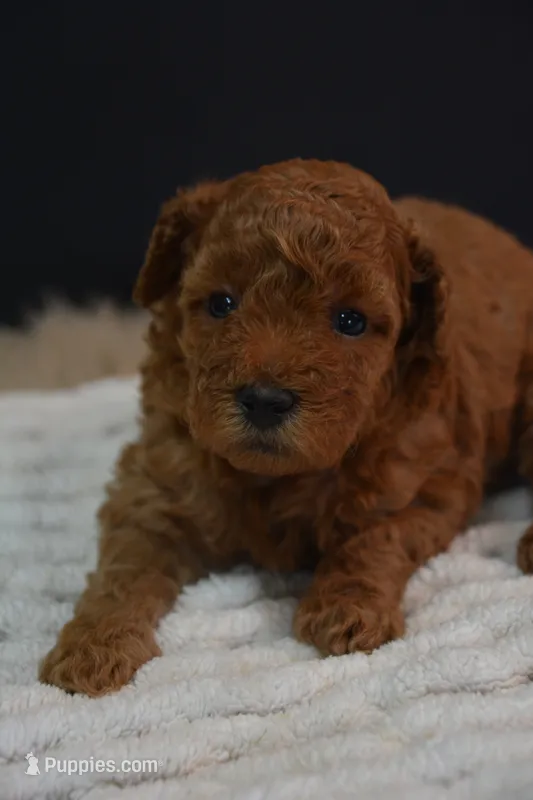 Ivy – Poodle - Toy  puppy for sale in Ladysmith, WI