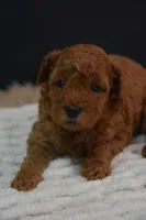 Ivy, a female Poodle - Toy  for sale in Ladysmith, WI – 1 of 10