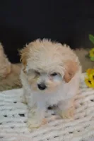 Harley, a male Maltipoo for sale in Ladysmith, WI – 3 of 8