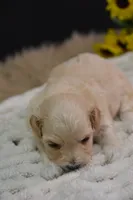 Harley, a male Maltipoo for sale in Ladysmith, WI – 3 of 9