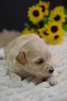 Harley, a male Maltipoo for sale in Ladysmith, WI – 9 of 9