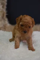 Luca, a male Poodle - Toy  for sale in Ladysmith, WI – 4 of 8