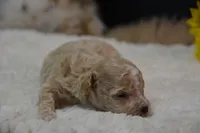 Hugo, a male Maltipoo for sale in Ladysmith, WI – 4 of 10