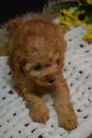 Caesar, a male Poodle - Toy  for sale in Ladysmith, WI – 8 of 10