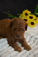 Jax, a female Poodle - Toy  for sale in Ladysmith, WI – 8 of 10