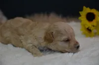 Hunter, a male Maltipoo for sale in Ladysmith, WI – 8 of 8