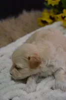 Harley, a male Maltipoo for sale in Ladysmith, WI – 5 of 9