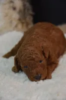 Koda, a male Poodle - Toy  for sale in Ladysmith, WI – 2 of 9