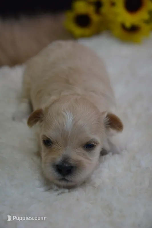Hudson – Maltipoo puppy for sale in Ladysmith, WI