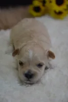 Hudson, a male Maltipoo for sale in Ladysmith, WI – 1 of 10