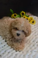 Hugo, a male Maltipoo for sale in Ladysmith, WI – 4 of 10