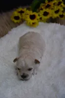Hudson, a male Maltipoo for sale in Ladysmith, WI – 4 of 10
