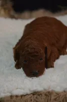 Kip, a male Poodle - Toy  for sale in Ladysmith, WI – 7 of 9