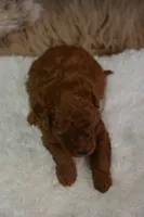 Loki, a male Poodle - Toy  for sale in Ladysmith, WI – 9 of 10