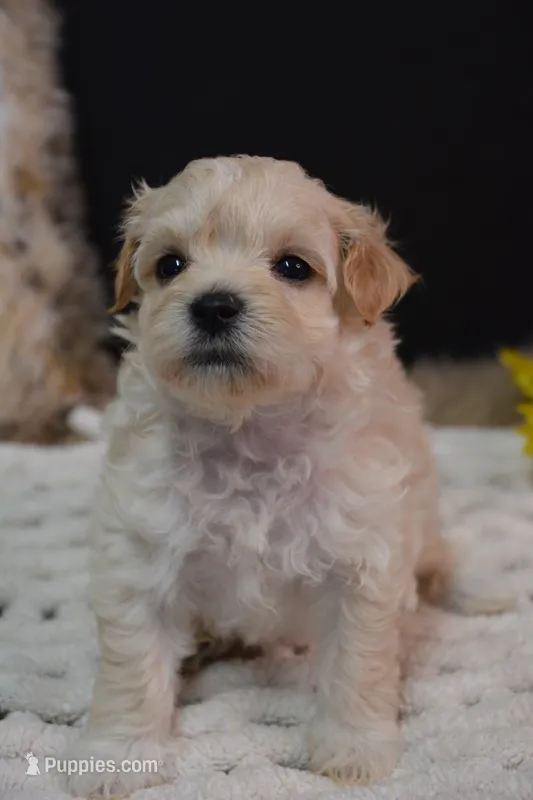Harley – Maltipoo puppy for sale in Ladysmith, WI