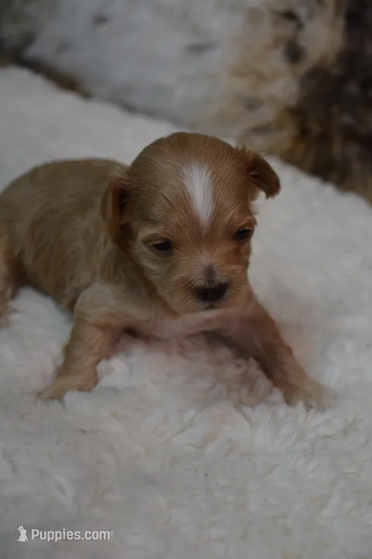 Dusty – Maltipoo puppy for sale in Ladysmith, WI