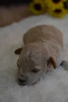 Hershey, a male Maltipoo for sale in Ladysmith, WI – 6 of 7