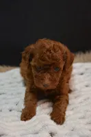 Fitz, a male Poodle - Toy  for sale in Ladysmith, WI – 3 of 8