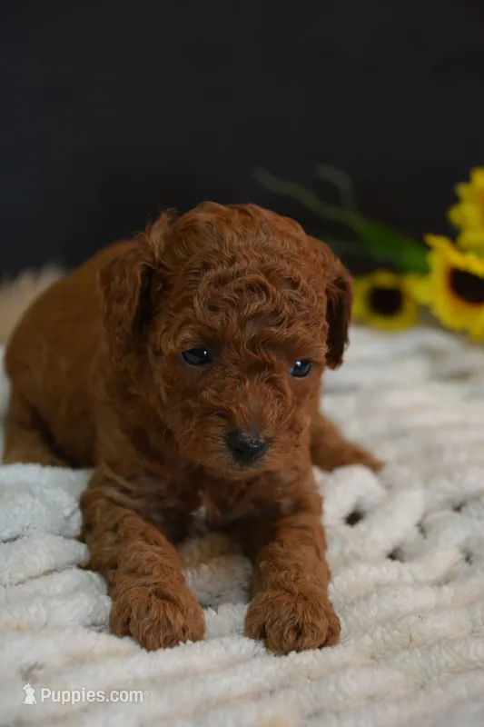 Jax – Poodle - Toy  puppy for sale in Ladysmith, WI