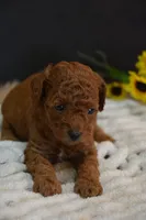 Jax, a female Poodle - Toy  for sale in Ladysmith, WI – 1 of 10